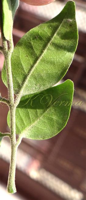  Petiole, rachis, petiolule and abaxial surface of leaflets pubescent